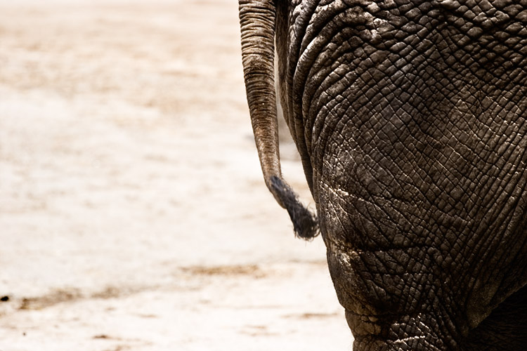 Culo de Elefante