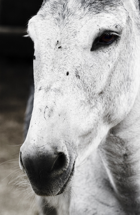 Caballo Blanco