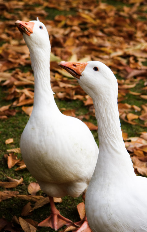 Patitos