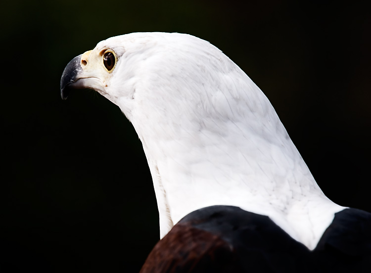 El Aguila